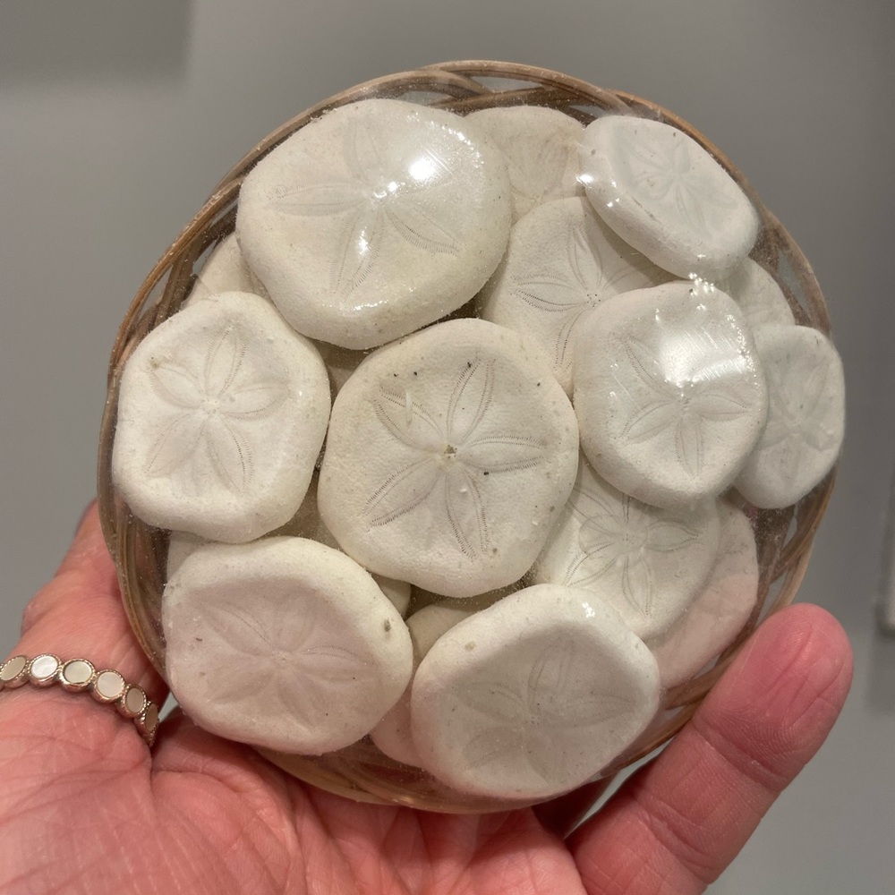 Mini Sand Dollars in Basket from Hobby Lobby
